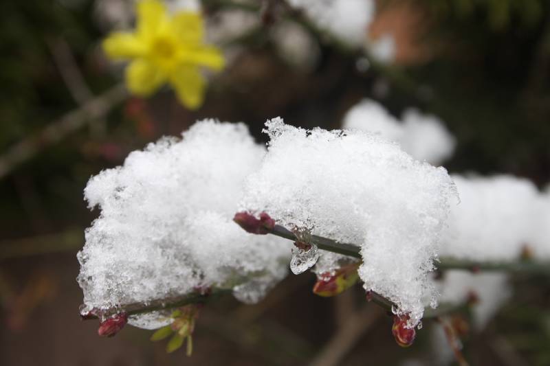 flowers_015.jpg
